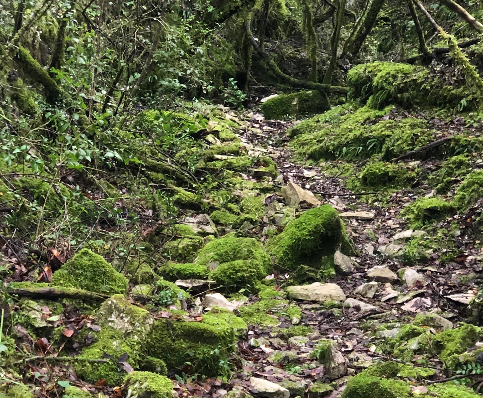 Trail Running
