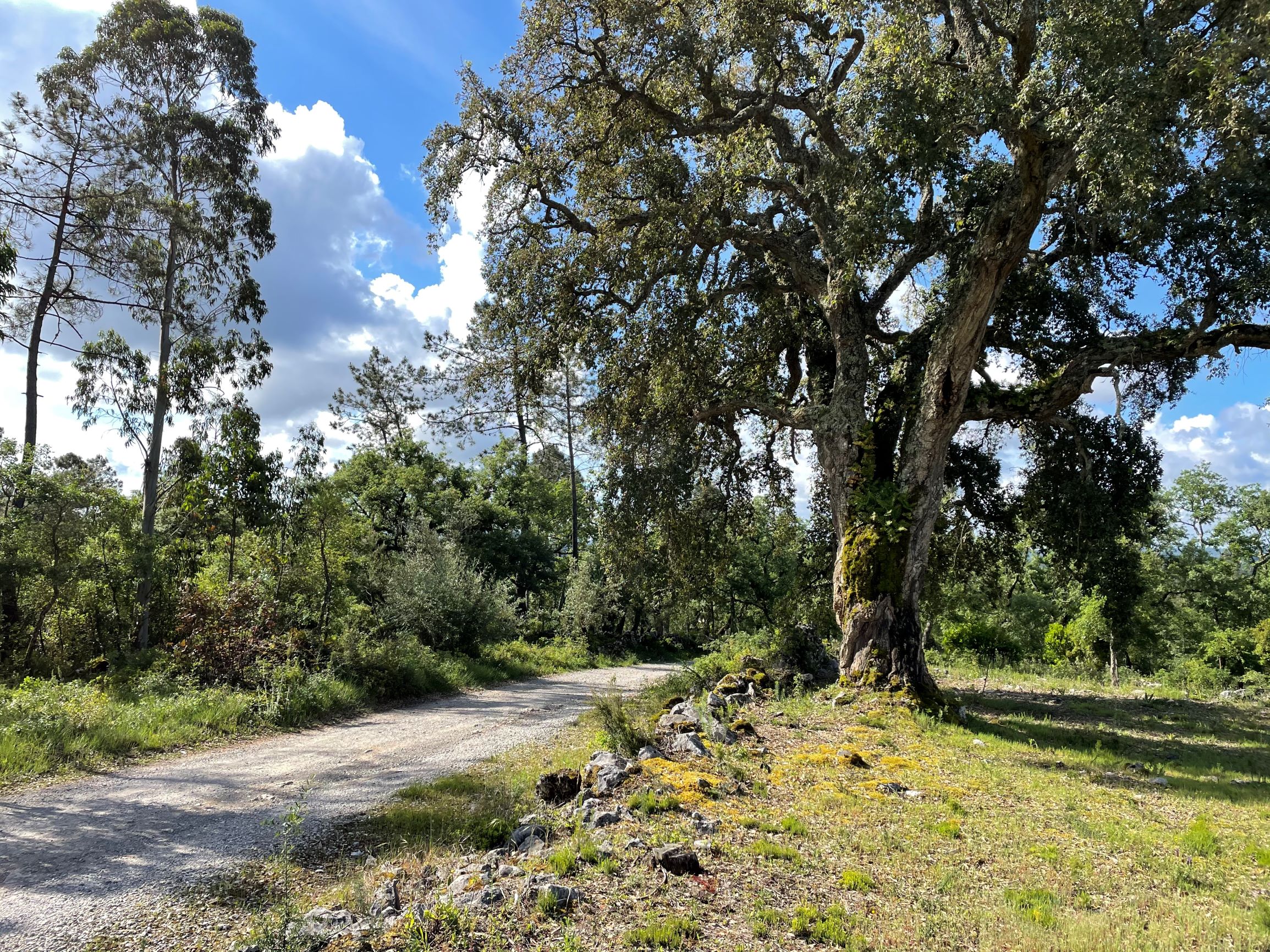 Trail Running Background